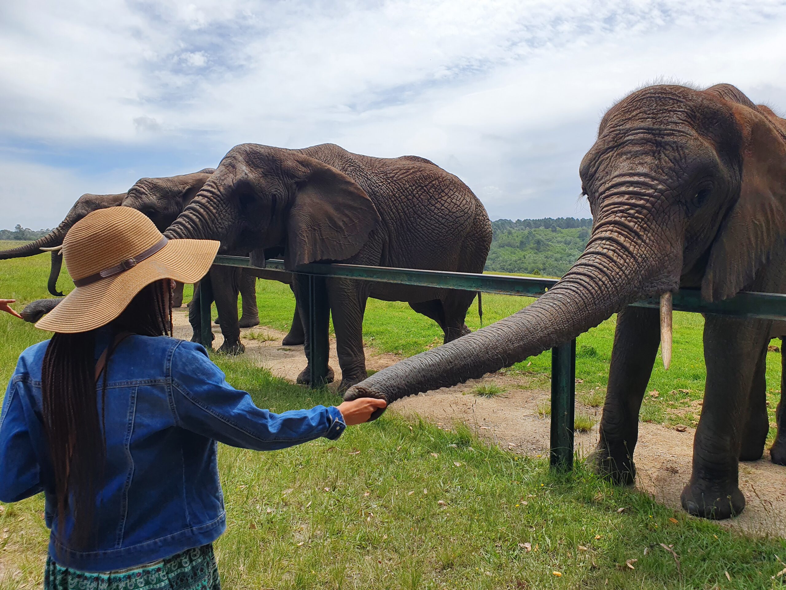 elephant feeding feeding elephant in knysna