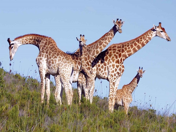 Botlierskop-Private-Game-Reserve-02 giraffes at botlierskop