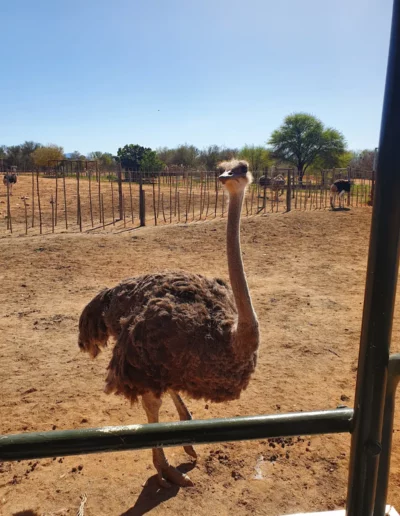 female ostrich