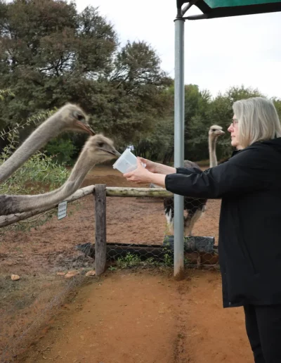 safari ostrich farm feeding