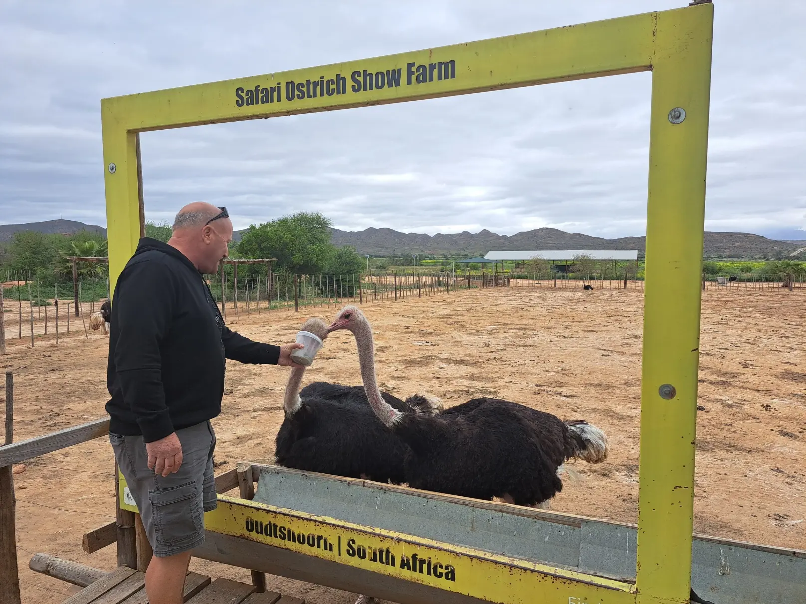 Safari Ostrich Farm 2 safari ostrich farm feeding