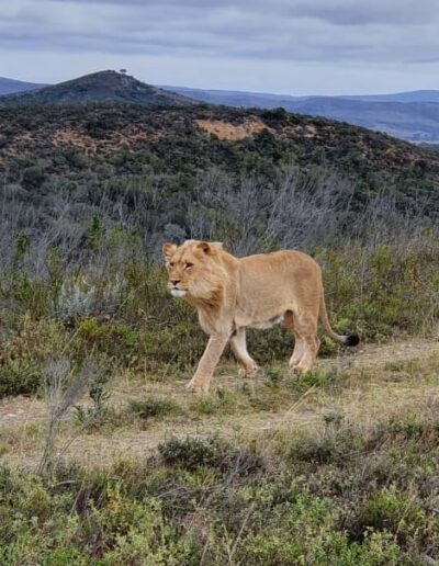 lion at Botlierskop