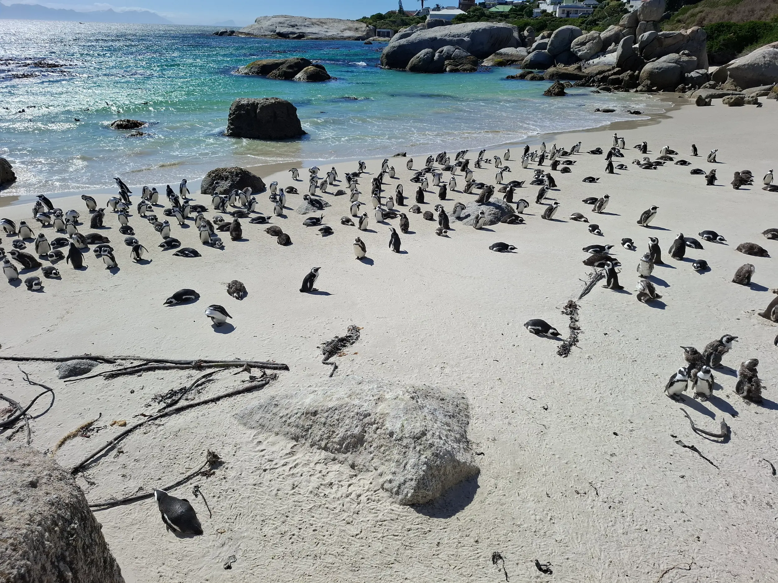 Boulders Beach boulders beach