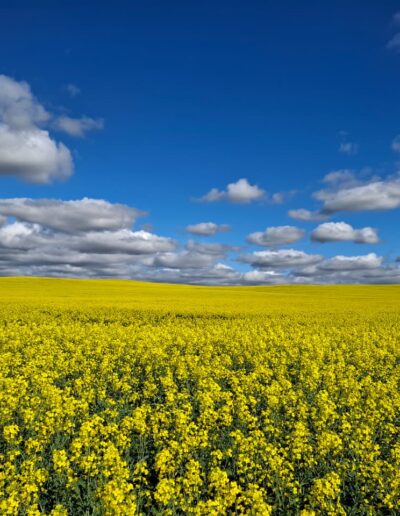canola fields
