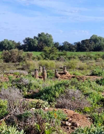 five shy meerkats in oudtshoorn