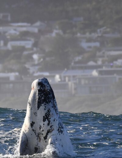 whale breaching
