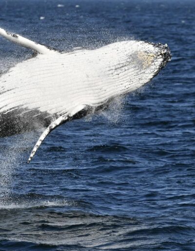 whale breaching in hermanus